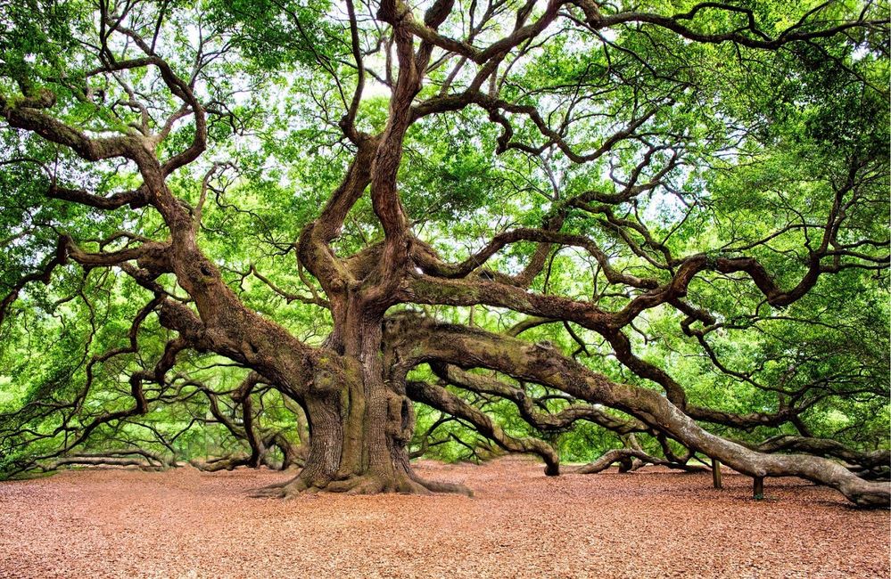 An image of a huge tree.jpeg An image of a huge tree.jpeg