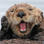 this-that-the-otter