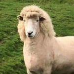 Profile (simonr72463330)