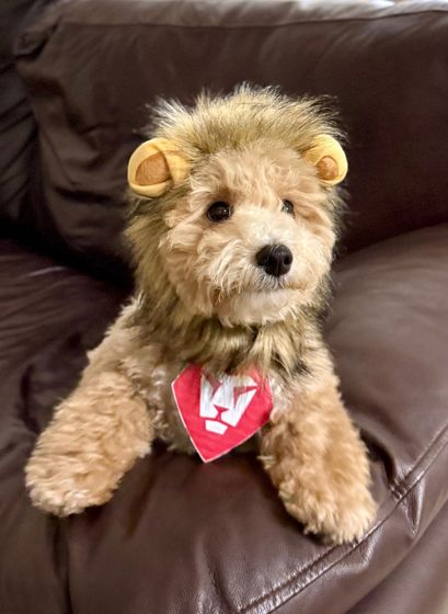 Teddy for Workfront 2.jpg